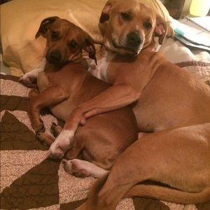 Meet your Posher, Brandi